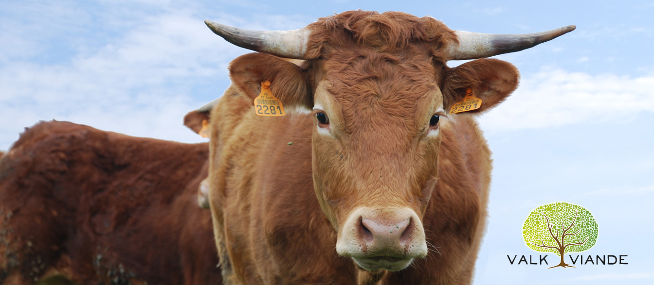http://limousindulimousin.nl/uploads//images/rund/valk-viande.jpg